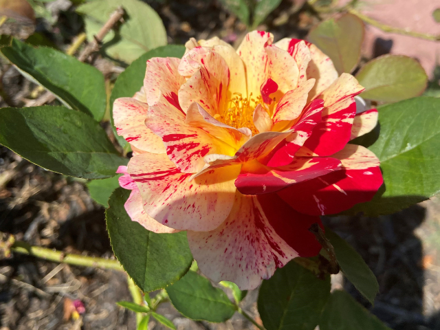 Roses in the wildlife garden