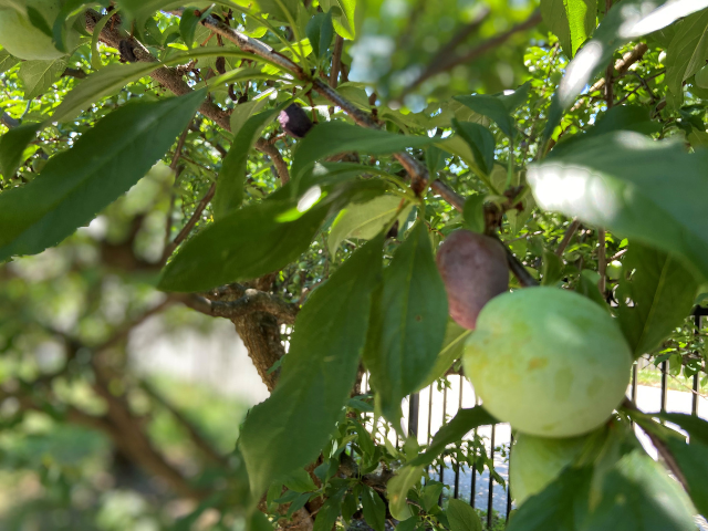 Plums from the garden
