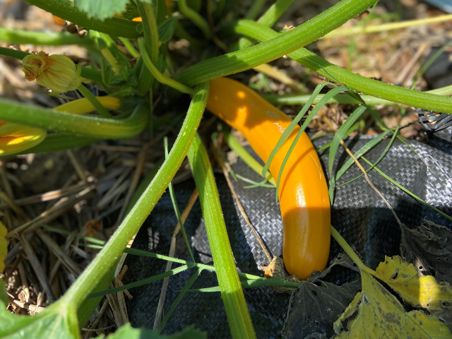 Squash in the garden